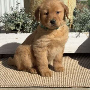Tootsie Golden Retriever