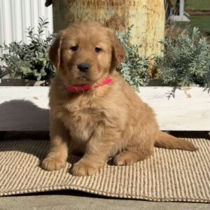 Trisha Golden Retriever