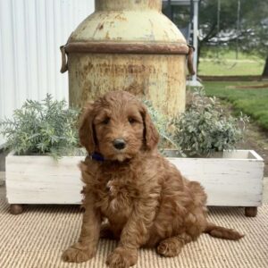 Shadow Goldendoodle