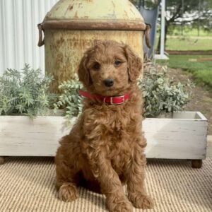 Stella Goldendoodle