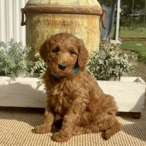 Smokey Goldendoodle