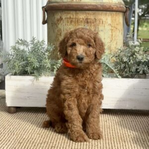 Sophie Goldendoodle