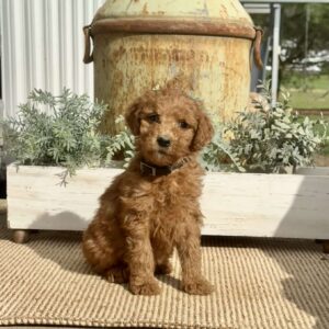 Sunshine Goldendoodle