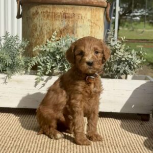 Sweetie Goldendoodle