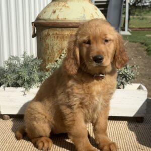 Flower Golden Retriever