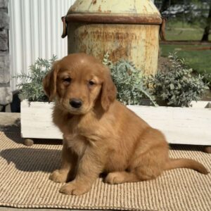Axel Golden Retriever