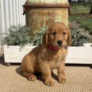 Angie Golden Retriever