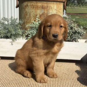 Andy Golden Retriever