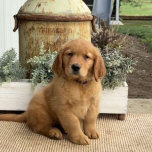 Astro Golden Retriever