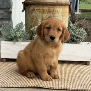 Alvin Golden Retriever
