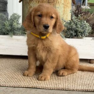 Arthur Golden Retriever