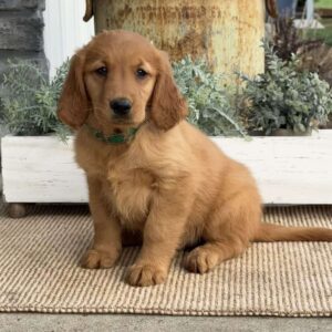 Annabelle Golden Retriever