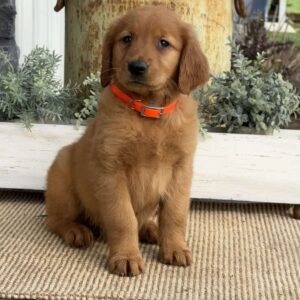 April Golden Retriever