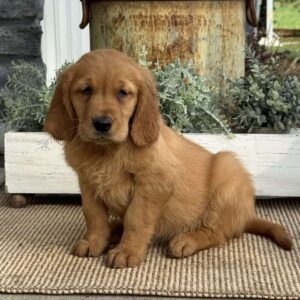 Alexis Golden Retriever