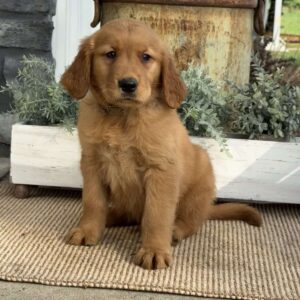 Alf Golden Retriever