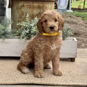 Bella Goldendoodle