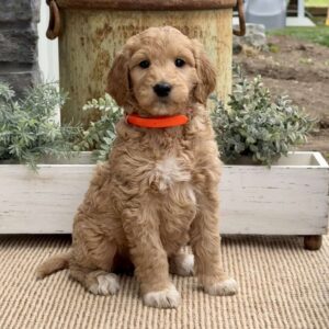 Birdie Goldendoodle