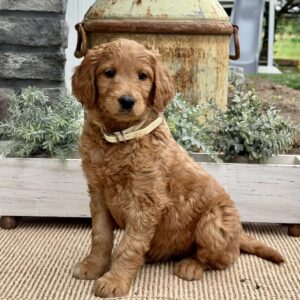 Bonnie Goldendoodle