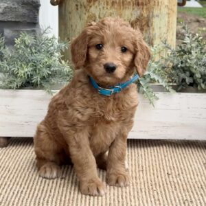Bubbles Goldendoodle