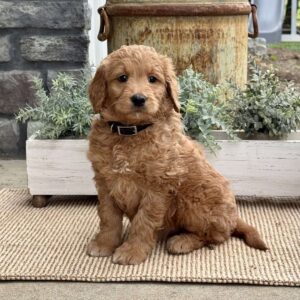 Betty Goldendoodle