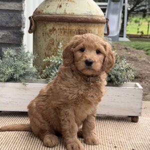 Biscuit Goldendoodle