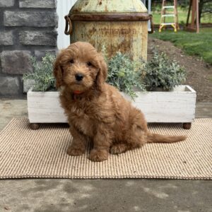 Hawkeye Mini Goldendoodle