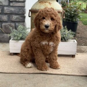 Logan Goldendoodle