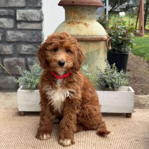 Tiffany Goldendoodle