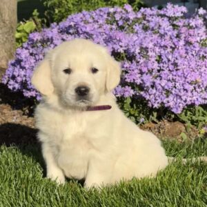 Meatloaf English Cream Golden Retriever