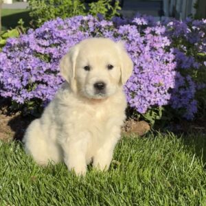 Mango English Cream Golden Retriever