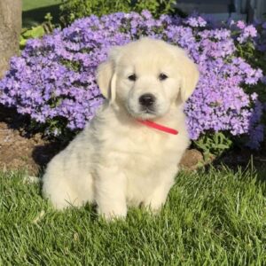 Mable English Cream Golden Retriever