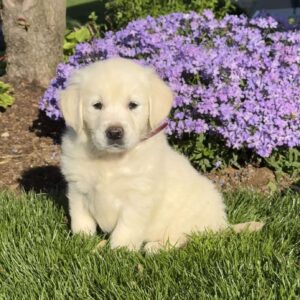 Marcy English Cream Golden Retriever