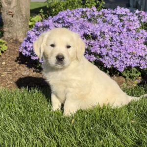 Marshmallow English Cream Golden Retriever