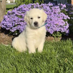 Matilda English Cream Golden Retriever