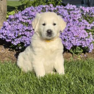 Max English Cream Golden Retriever