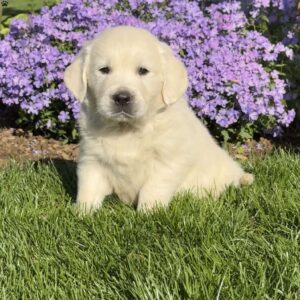 Merle English Cream Golden Retriever