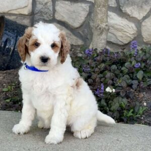 Jasper Mini Goldendoodle