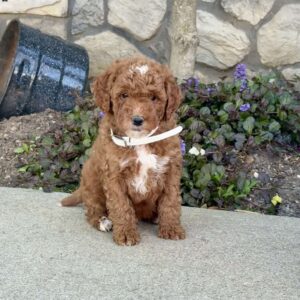 Johnny Mini Goldendoodle