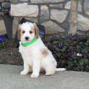 Jimmy Mini Goldendoodle