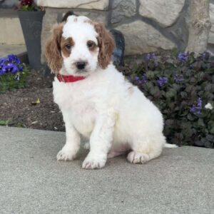 Jack Mini Goldendoodle