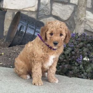 Joey Mini Goldendoodle