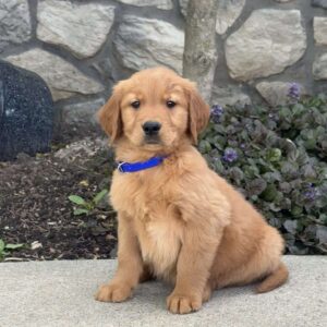 Barney Golden Retriever
