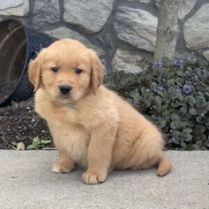 Buster Golden Retriever