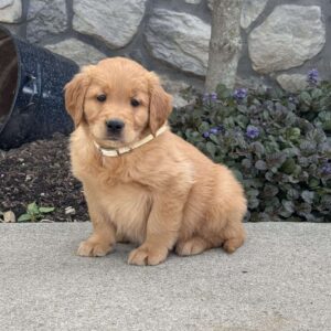 Bella Golden Retriever