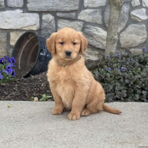 Baby Golden Retriever