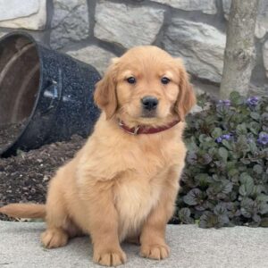 Bambi Golden Retriever