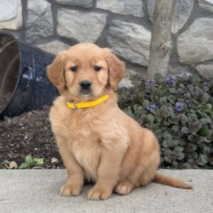 Blossom Golden Retriever