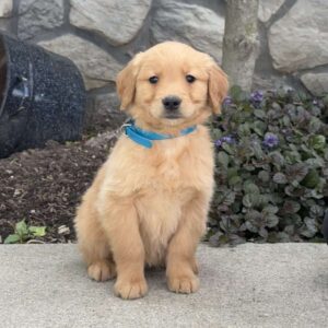 Birdie Golden Retriever