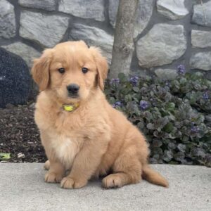 Blondie Golden Retriever