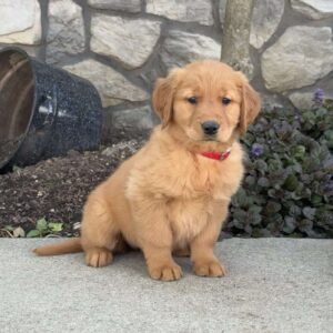 Buttercup Golden Retriever